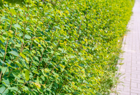 Green Hedge Texture Background, Leaves Wallpaper, Foliage Pattern, Green Plant Wall Mockup, Natural Greenery Backdrop, Hedge with Space for Textの写真素材