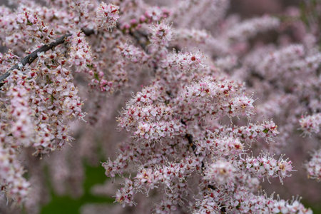 Tamarix Flowers, Pink Tamarisk Closeup, Flowering Tree Salt Cedar Tree, Taray Macro Photo, Blurred...