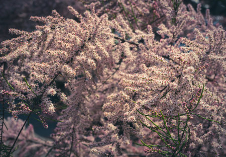 Tamarix Flowers, Pink Tamarisk Closeup, Flowering Tree Salt Cedar Tree, Taray Macro Photo, Blurred Background, Selective Focusの写真素材