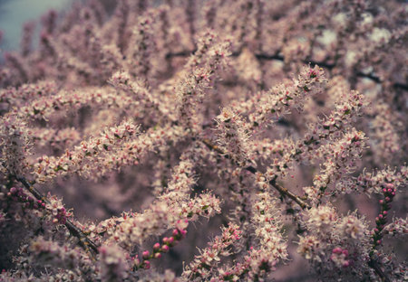 Tamarix Flowers, Pink Tamarisk Closeup, Flowering Tree Salt Cedar Tree, Taray Macro Photo, Blurred Background, Selective Focusの写真素材