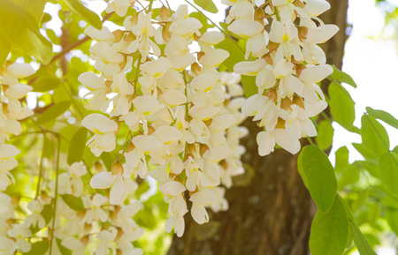White Acacia Flowers, Blooming Robinia Pseudoacacia, False Acacia or Black Locust Tree Flowersの写真素材