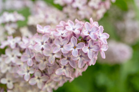 Lilac Flower Branch Closeup, Macro Photo of Spring Blossom Bush, Light Purple Lilac Flowers, Blurred Background, Selective Focusの写真素材