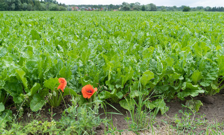 Sugar Beet Field, Turnips Crop, Rutabagas, Young Beets Leaves, Sugar Beet Agriculture Landscape,...