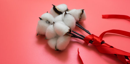 Pink background with branch of cotton plant, flower