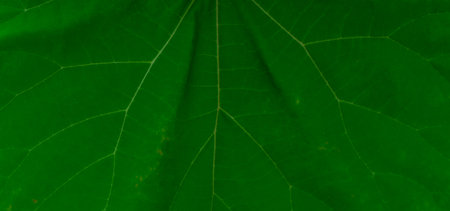 green plant texture from a piece of large leaf. backgroundの写真素材