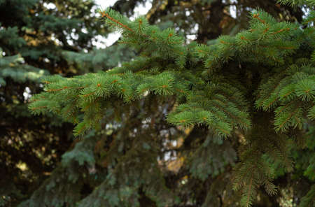 Fir tree brunch close up. Shallow focus. Fluffy fir tree brunch close up. Christmas wallpaper concept. Copy space.の写真素材