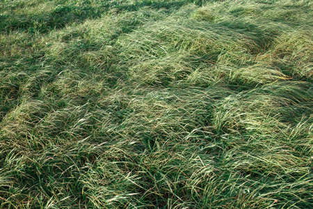Wind blows at the grass field. Beautiful natural concept