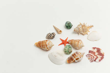colorful sea shells randomly scattered in heap on white background. seashells, red starfish isolated...