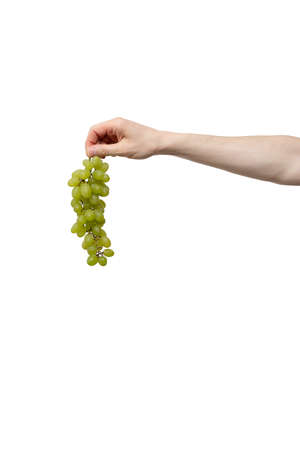 fresh green grape held in hand isolated on white background. man holding bunch of berries. delivery from shop to home. food supplies, donation, volunteer. product ingredients for dish, cooking mealsの写真素材