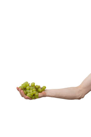 berries held in hand isolated on white background. man holding bunch of grapeの写真素材