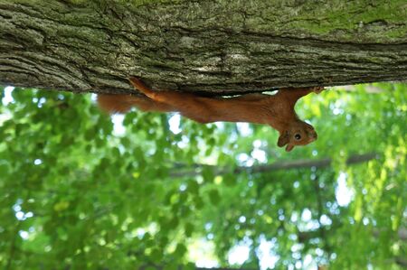 Squirrel on a tree in park with green natural backround 
