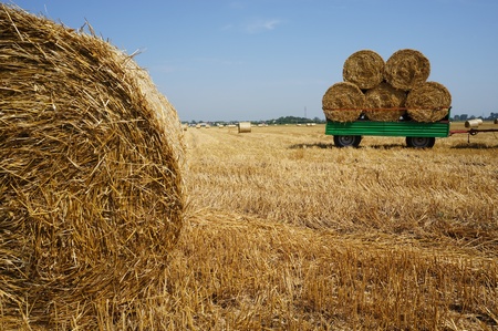 Straw rolls on trailer on the field in background with a part of one roll close to the camera