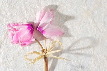Bouquet of pink cyclamen on a white paper background. Card with flowers for birthday, anniversary,...