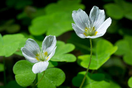 Common wood sorrel white flowers - Oxalis acetosellaの写真素材