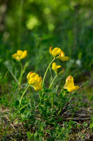 Yellow flower in natural environment. Common bird's-foot trefoil, bird's-foot trefoil, bird's-foot deervetch, Lotus corniculatusの写真素材