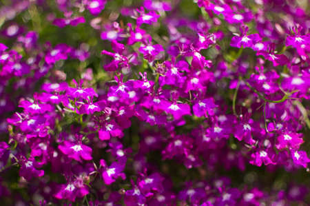 Purple lobelia Lobelia inflata, also called Indian tobaccoの写真素材
