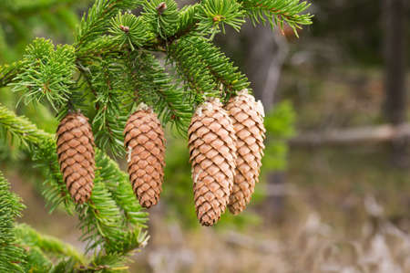 Spruce tree branch with fir conesの写真素材