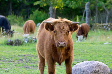 Portrait of a brown cow