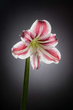 White amaryllis bloom with red stripes. Natural blooming flower blossom. Hippeastrum isolated on the gray background. Celebration cardの写真素材