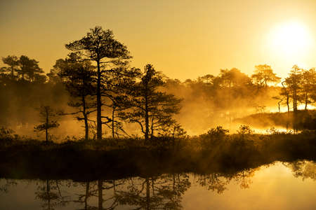 Sunrise in the bog, golden marsh, lakes and natureの写真素材