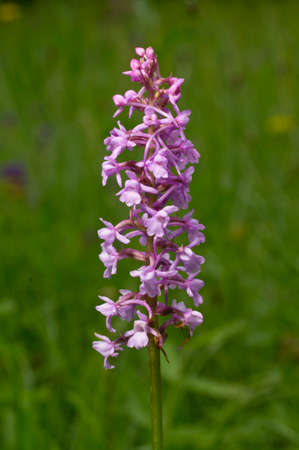Fragrant orchid, is a herbaceous plant,  family Orchidaceae - Gymnadenia conopsea. Orchid plant purple blossom  blooms in a natural environment. Beautiful flower.の写真素材