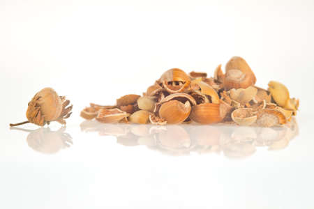 Hazel walnut shellの写真素材