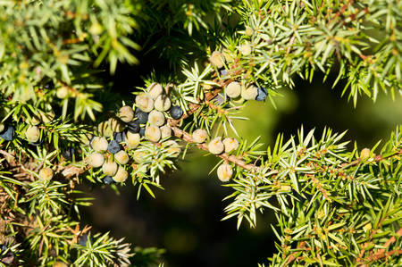 Blue and green juniper branch