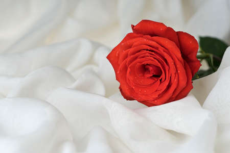 Red rose bloom. Natural blooming flower blossom on the white fabric texture background. Valentines day cardsの写真素材