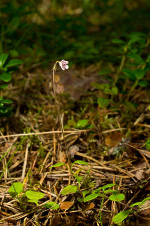 Twinflower twin flower pink blossom in the forest -  Linnaea borealis. Blooming flower in nature background.の写真素材