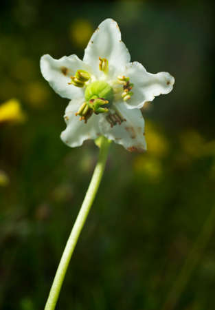 Moneses uniflora - One-flowered Wintergreen British Isles Single Delight, St. Olaf's Candlestick Norway. White flower blooms in its natural environment, in the forest.の写真素材