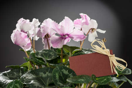 Pink cyclamen bloom and green leaf. Blooming floral pot. Red color greeting delivery card what is decorating with tie is middle of flower. Gray backgroundの写真素材