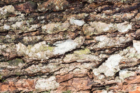 Wood surface texture background. Pine bark patternの写真素材