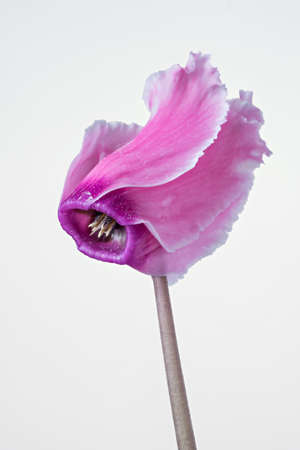 Pink cyclamen bloom. Blooming flower. White backgroundの写真素材