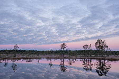 Sunrise in the bog. Icy cold marsh. Frosty ground. Swamp lake and nature. Freeze temperatures in...