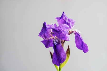 Beautiful spring flower open petal. Purple iris bloom. Blooming flower on a gray backgroundの写真素材