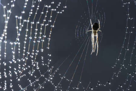 Spider and web. Cobweb and morning dew. Shining water drops on spiderweb. Gray backgroundの写真素材