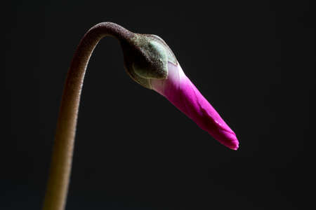 Purple cyclamen bloom Blooming lilac flower. Violet blossom.の写真素材