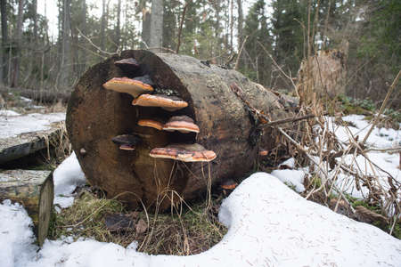 Fungus  on the tree in natural environment. Mushroom and moss grows on the stump. Snowy forest, spring background.の写真素材