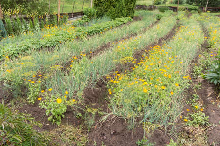 Onion bed width marigold flowers, green garden. Piirissaar, Estonia, Europe.の写真素材