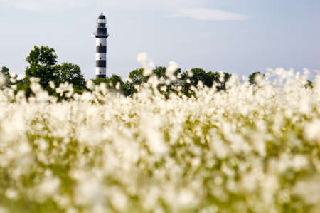 Lighthouse in the Baltic Sea. View from the flowery meadow, natural environment. Osmussaar, Estonia, Europe.の写真素材