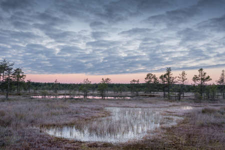 Sunrise in the bog. Icy cold marsh. Frosty ground. Swamp lake and nature. Freeze temperatures in moor. Muskeg natural environment. Beautiful trees, sky and cloud reflection in water in the fen.の写真素材