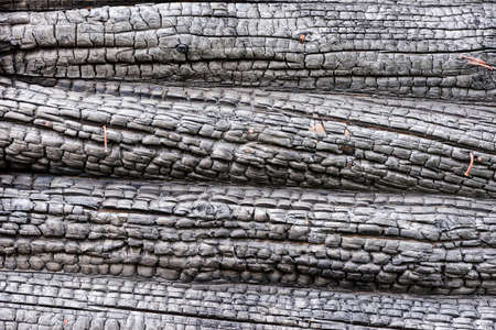 Black charred wood pattern. Burned tree  texture background. Burnt log.の写真素材