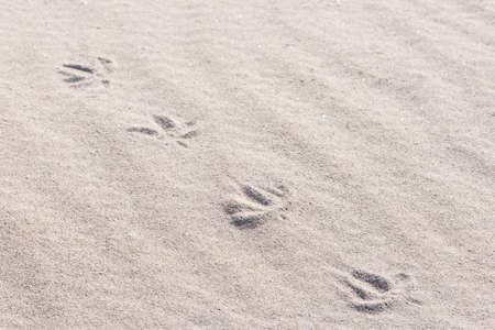 Bird footprints in sandの写真素材