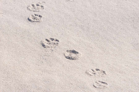 Dog paw prints in sandの写真素材