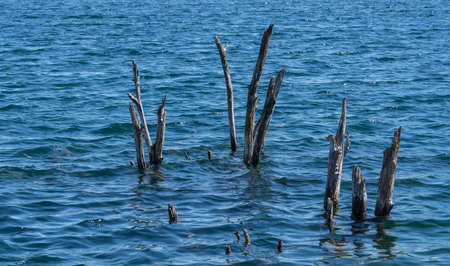 Dead trees in blue water. Branches in wavy waterの写真素材