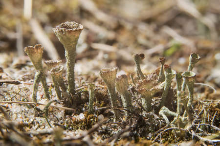 Cup Lichen. Trumpet lichen fungus growing in  natural environment. Cladonia fimbriata, family Cladoniaceaeの写真素材