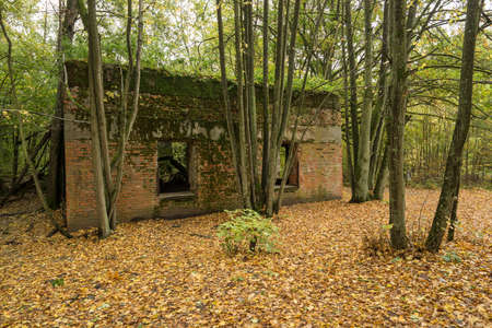 Wolf's Lair,  Adolf Hitler's Bunker in Poland. First Eastern Front military headquarters in World War II. Complex was blown up and abandoned on 1945. Autumn, chaparral grown ruins, trees, leaves.の写真素材