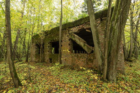 Wolf's Lair,  Adolf Hitler's Bunker in Poland. First Eastern Front military headquarters in World War II. Complex was blown up and abandoned on 1945. Autumn, chaparral grown ruins, trees, leaves.の写真素材