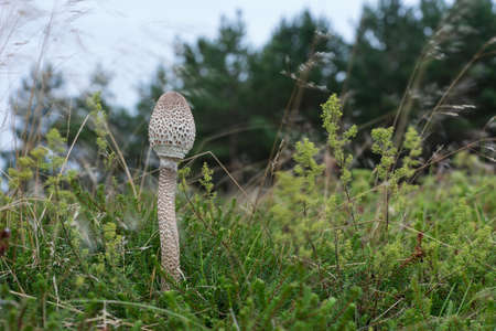 Macrolepiota  procera is edible fungus. Parasol mushroom, blue sky and forest in background. Seaside natural environment. Shore in Koipsi Island, Estonia, Europeの写真素材