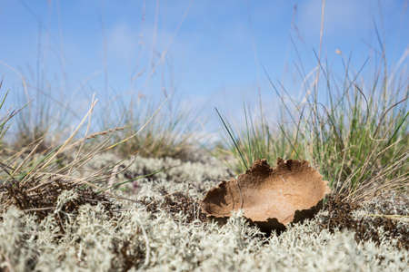 Dried giant puffball. Young white mushroom is edible fungus. Calvatia gigantea, blue sky, moss and grass in background. Seaside natural environment. Shore in Koipsi Island, Estonia, Europeの写真素材